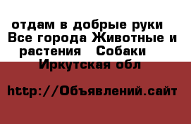 отдам в добрые руки - Все города Животные и растения » Собаки   . Иркутская обл.